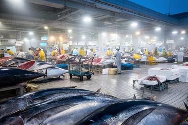 豐洲市場の早朝、並ぶマグロと競りの活気あふれる風景